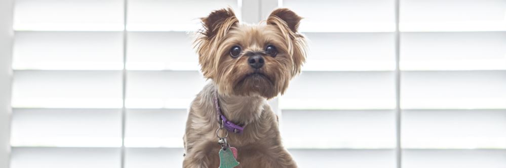 Dog in front of plantation shutters in Bakersfield